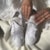 Tênis Converse Chuck Taylor All Star School Daze Material Branco Amendoa Ox Ct31350002